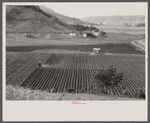 Gyrotiller plowing a sugar field near Guanica, Puerto Rico.