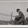 French-Canadian potato farmer driving a horse-drawn potato digger. Near Caribou, Maine.