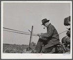 French-Canadian potato farmer driving a horse-drawn potato digger. Near Caribou, Maine.
