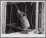 Hoisting and dumping potatoes in a storage barn on one of the farms of the Woodman Potato Company. Eleven miles north of Caribou, Maine.