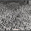 Seed potatoes in a storage bin at the Woodman Potato Company. Eleven miles north of Caribou, Maine.
