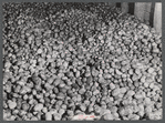 Seed potatoes in a storage bin at the Woodman Potato Company. Eleven miles north of Caribou, Maine.