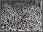 Seed potatoes in a storage bin at the Woodman Potato Company. Eleven miles north of Caribou, Maine.