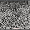 Seed potatoes in a storage bin at the Woodman Potato Company. Eleven miles north of Caribou, Maine.