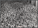 Seed potatoes in a storage bin at the Woodman Potato Company. Eleven miles north of Caribou, Maine.