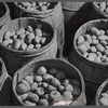 Barrels of seed potatoes at the storage barn of the Woodman Potato Company. Eleven miles north of Caribou, Maine.