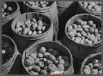Barrels of seed potatoes at the storage barn of the Woodman Potato Company. Eleven miles north of Caribou, Maine.