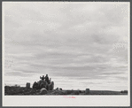 During the harvest season the field hands work from sunrise to sunset. Digging potatoes on the Woodman Potato Company farm eleven miles north of Caribou, Maine.