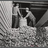 Storing potatoes at the Woodman Potato Company warehouse in Caribou, Maine.