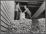 Storing potatoes at the Woodman Potato Company warehouse in Caribou, Maine.