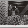 Storing potatoes at the Woodman Potato Company warehouse in Caribou, Maine.