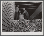 Storing potatoes at the Woodman Potato Company warehouse in Caribou, Maine.