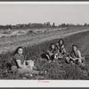 Part of a potato picking crew having lunch in the field three miles out of Caribou, Maine.