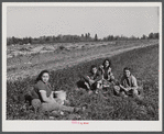 Part of a potato picking crew having lunch in the field three miles out of Caribou, Maine.