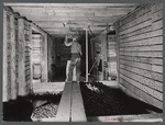 Hoisting potatoes to be dumped into a storage bin at the farm of the Woodman Potato Company. Eleven miles north of Caribou, Maine.