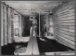 Hoisting potatoes to be dumped into a storage bin at the farm of the Woodman Potato Company. Eleven miles north of Caribou, Maine.
