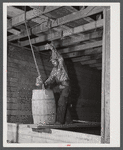 Hoisting potatoes to be dumped into a storage bin at the farm of Woodman Potato Company. Eleven miles north of Caribou, Maine.