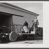 Unloading potatoes at the storage barn on one of the Woodman Potato Company farms, eleven miles north of Caribou, Maine.