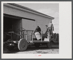 Unloading potatoes at the storage barn on one of the Woodman Potato Company farms, eleven miles north of Caribou, Maine.