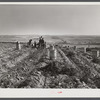 Tractor-drawn potato digger in a field near Caribou, Maine.