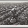 Children (boy) picking potatoes on a large farm near Caribou, Maine. Schools do not open until the potatoes are harvested.