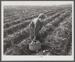 Children (boy) picking potatoes on a large farm near Caribou, Maine. Schools do not open until the potatoes are harvested.