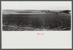 Aroostook farm landscape. In the foreground is a potato field ready to be harvested. Near Caribou, Maine.