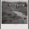 Rainy day on the farm of Mr. Addison, FSA (Farm Security Administration) client in Westfield, Connecticut.