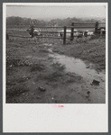 Rainy day on the farm of Mr. Addison, FSA (Farm Security Administration) client in Westfield, Connecticut.