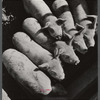Mr. Theodore German's small pigs at his farm in North Branford, Connecticut.
