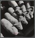 Mr. Theodore German's small pigs at his farm in North Branford, Connecticut.