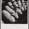 Mr. Theodore German's small pigs at his farm in North Branford, Connecticut.