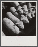 Mr. Theodore German's small pigs at his farm in North Branford, Connecticut.
