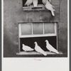 Pigeons raised by Mr. Edward J. Warner, who is a part time carpenter. North Haven, Connecticut.