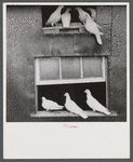 Pigeons raised by Mr. Edward J. Warner, who is a part time carpenter. North Haven, Connecticut.