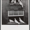 Pigeons raised by Mr. Edward J. Warner, who is a part time carpenter. North Haven, Connecticut.