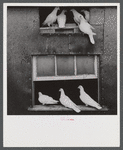 Pigeons raised by Mr. Edward J. Warner, who is a part time carpenter. North Haven, Connecticut.