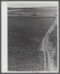 Potato field near Caribou, Maine, after fall plowing.