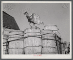 Turkey on the farm of Robert Cunningham, potato farmer near Washburn, Maine.