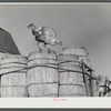 Turkey on the farm of Robert Cunningham, potato farmer near Washburn, Maine.
