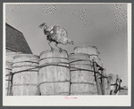 Turkey on the farm of Robert Cunningham, potato farmer near Washburn, Maine.