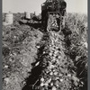Seed potatoes on the farm of Mr. Edison Houston, FSA (Farm Security Administration) client and participant on community service seed program. Perham, Maine.
