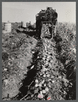 Seed potatoes on the farm of Mr. Edison Houston, FSA (Farm Security Administration) client and participant on community service seed program. Perham, Maine.