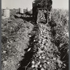 Seed potatoes on the farm of Mr. Edison Houston, FSA (Farm Security Administration) client and participant on community service seed program. Perham, Maine.