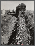 Seed potatoes on the farm of Mr. Edison Houston, FSA (Farm Security Administration) client and participant on community service seed program. Perham, Maine.