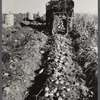 Seed potatoes on the farm of Mr. Edison Houston, FSA (Farm Security Administration) client and participant on community service seed program. Perham, Maine.