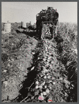 Seed potatoes on the farm of Mr. Edison Houston, FSA (Farm Security Administration) client and participant on community service seed program. Perham, Maine.