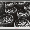 Inferior grade potatoes brought for sale to a starch factory in Van Buren, Maine.