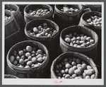 Inferior grade potatoes brought for sale to a starch factory in Van Buren, Maine.