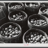Inferior grade potatoes brought for sale to a starch factory in Van Buren, Maine.